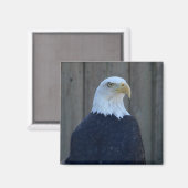 Bald Eagle Magnet (Vorderseite/Rückseite)