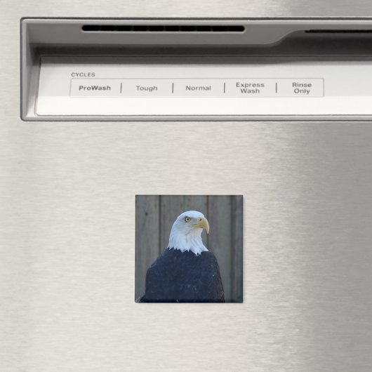 Bald Eagle Magnet (In Situ (Geschirrspüler))