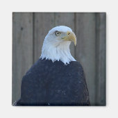 Bald Eagle Magnet (Vorne)