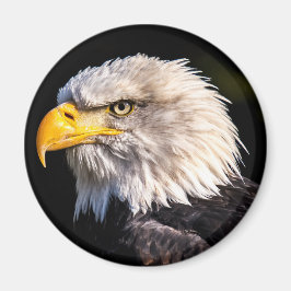 Bald Eagle Magnet