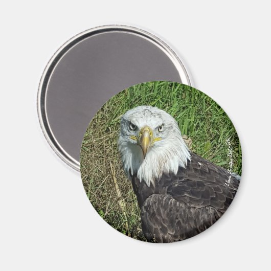 Bald Eagle Magnet (Vorderseite/Rückseite)