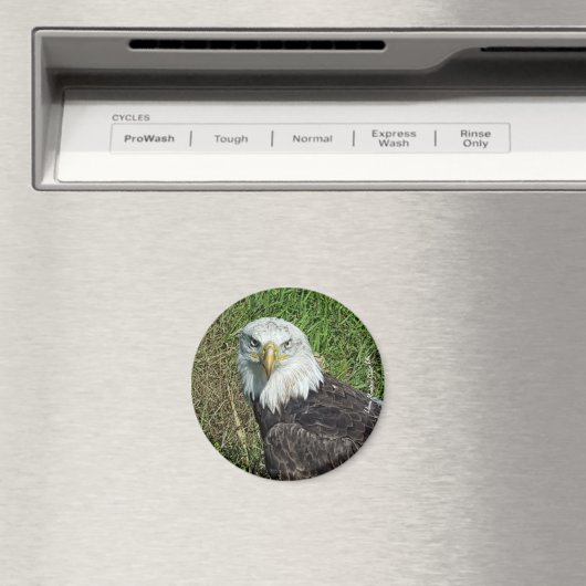 Bald Eagle Magnet (In Situ (Geschirrspüler))