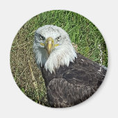 Bald Eagle Magnet (Vorne)