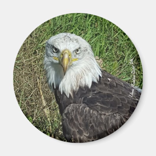 Bald Eagle Magnet (Vorne)