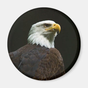 Bald Eagle Magnet