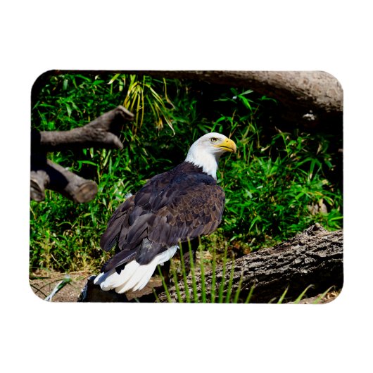 Bald Eagle - Magnet (Horizontal)