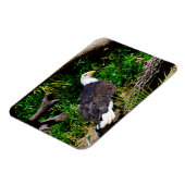 Bald Eagle - Magnet (Linke Seite)