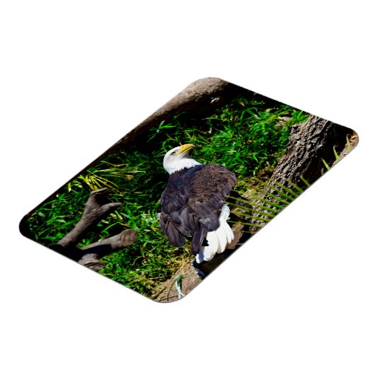 Bald Eagle - Magnet (Linke Seite)