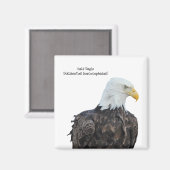 Bald Eagle Magnet (Vorderseite/Rückseite)