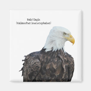 Bald Eagle Magnet