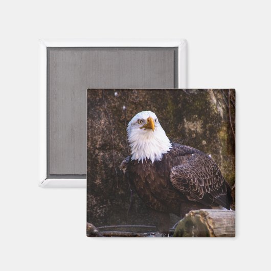Bald Eagle Magnet (Vorderseite/Rückseite)