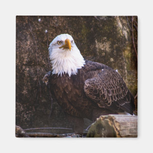 Bald Eagle Magnet