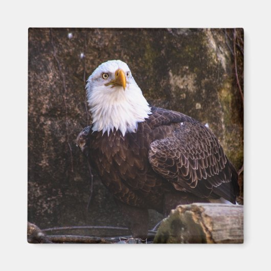 Bald Eagle Magnet (Vorne)
