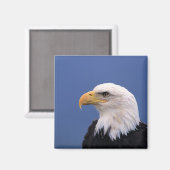 Bald Eagle Magnet (Vorderseite/Rückseite)