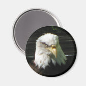 Bald Eagle Magnet (Vorderseite/Rückseite)