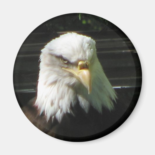Bald Eagle Magnet (Vorne)