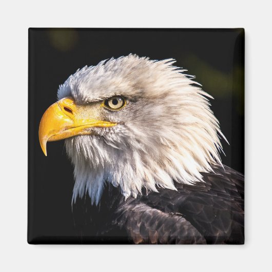 Bald Eagle Magnet (Vorne)