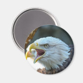 Bald Eagle Magnet (Vorderseite/Rückseite)
