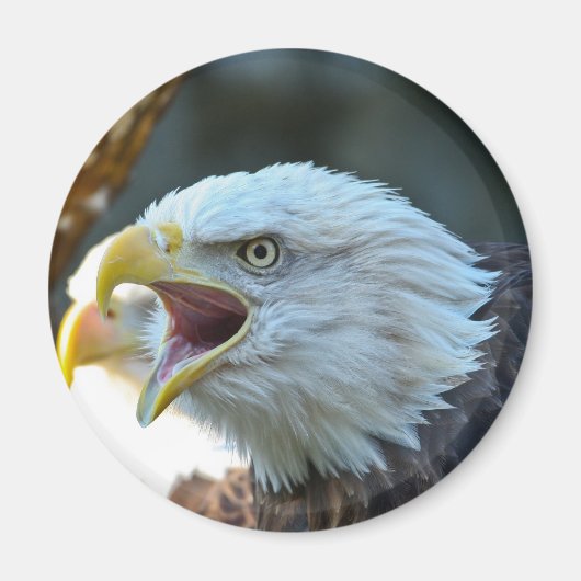 Bald Eagle Magnet (Vorne)