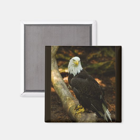 Bald-Eagle-Magnet Magnet (Vorderseite/Rückseite)