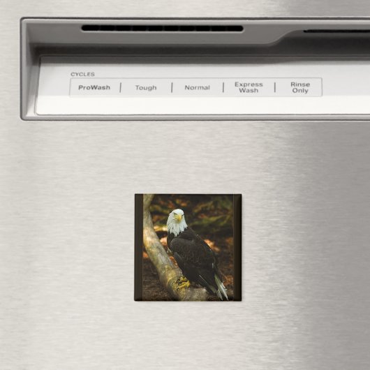 Bald-Eagle-Magnet Magnet (In Situ (Geschirrspüler))