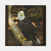 Bald-Eagle-Magnet Magnet (Vorne)
