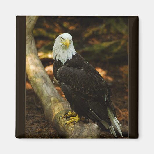 Bald-Eagle-Magnet Magnet (Vorne)