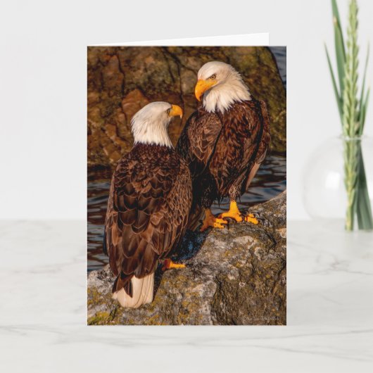 Bald Eagle Mates Dankeschön Karte (Vorderseite)