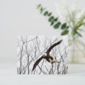 Bald Eagle Meal Delivery Postkarte (Stehend Vorderseite)