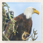 Bald Eagle mit Crow Photobomb Funny Glasuntersetzer (Vorderseite)