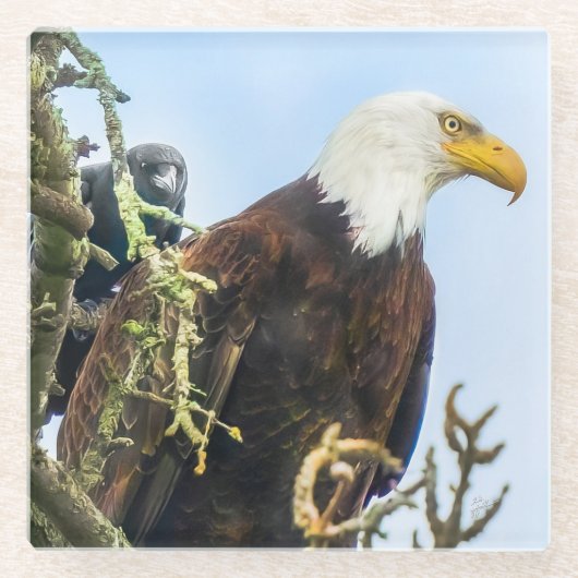 Bald Eagle mit Crow Photobomb Funny Glasuntersetzer (Vorderseite)
