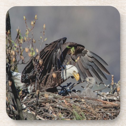 Bald Eagle mit ihrem Baby Getränkeuntersetzer (Vorderseite)
