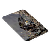 Bald Eagle mit ihrem Baby Magnet (Rechte Seite)