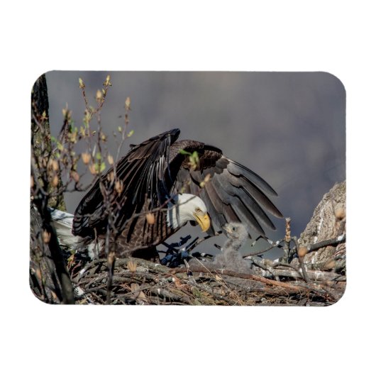 Bald Eagle mit ihrem Baby Magnet (Horizontal)