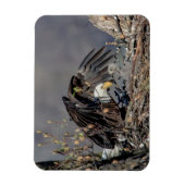 Bald Eagle mit ihrem Baby Magnet (Vertikal)