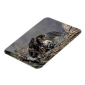 Bald Eagle mit ihrem Baby Magnet (Linke Seite)