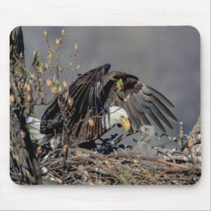 Bald Eagle mit ihrem Baby Mousepad