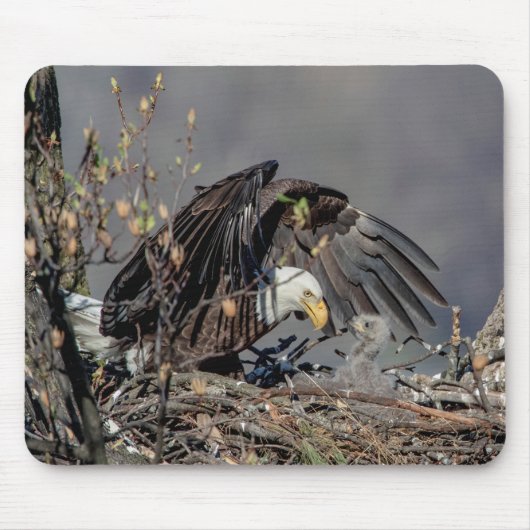 Bald Eagle mit ihrem Baby Mousepad (Vorne)