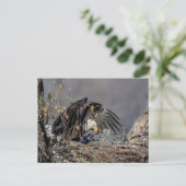 Bald Eagle mit ihrem Baby Postkarte (Stehend Vorderseite)