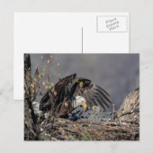 Bald Eagle mit ihrem Baby Postkarte (Vorne/Hinten)