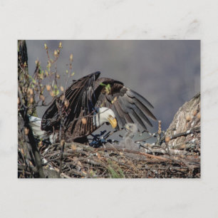 Bald Eagle mit ihrem Baby Postkarte