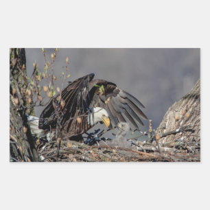 Bald Eagle mit ihrem Baby Rechteckiger Aufkleber