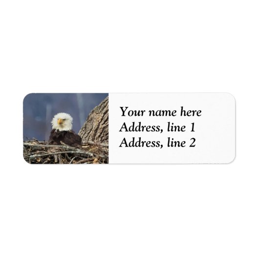 Bald Eagle mit schlechten Haaren (Vorne)