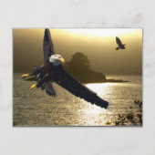 Bald Eagle Motivierend Geschenke Postkarte (Vorderseite)