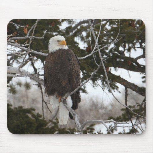 Bald Eagle Mousepad (Vorne)