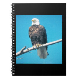 Bald Eagle-Notebook Notizblock
