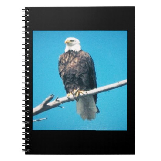 Bald Eagle-Notebook Notizblock (Vorderseite)