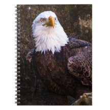 Bald Eagle-Notebook