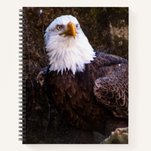 Bald Eagle-Notebook Notizblock