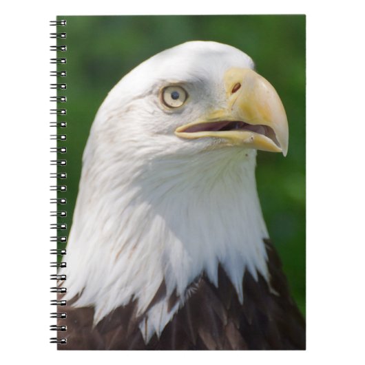 Bald Eagle Notizblock (Vorderseite)